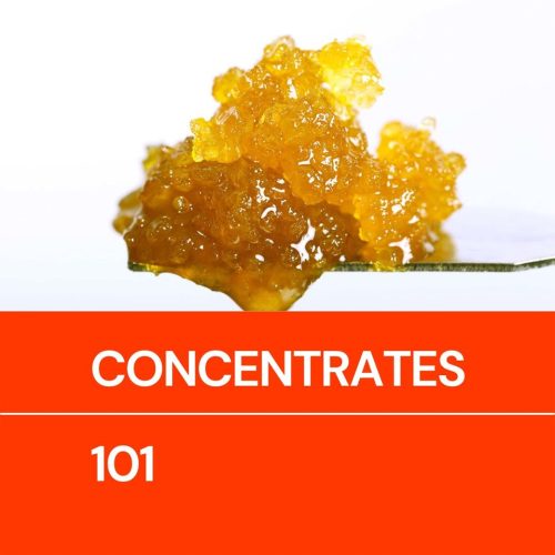 Cannabis Concentrates 101: A Guide to Concentrates